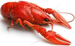 crayfish